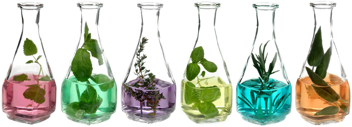 Mehrere weisse Flaschen gefüllt mit unterschiedlich farbigen Flüssigkeiten und Pflanzenteilen